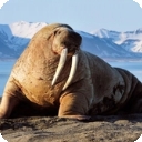 海狮模拟器单机版